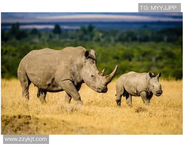 步行者与狼的较量探讨生存智慧与团队合作的重要性